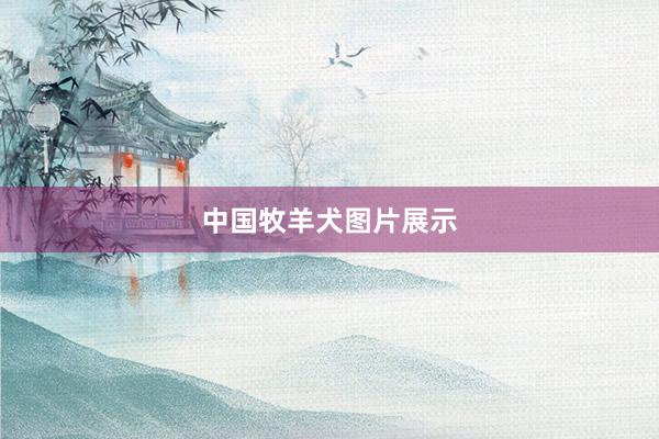 中国牧羊犬图片展示